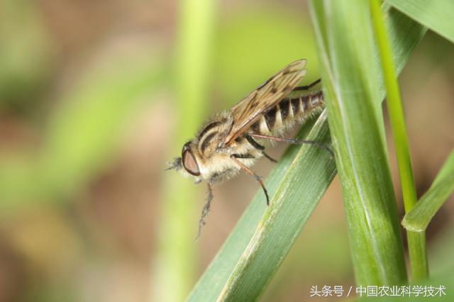《中国剑虻(méng)科、窗虻科和小头虻科志》问世!