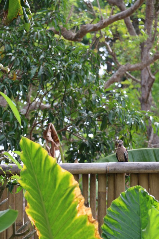 巴厘岛2天自由行,巴厘岛十一天自由行