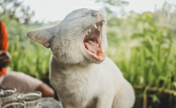 巴厘岛自由行5日游,巴厘岛天堂之旅