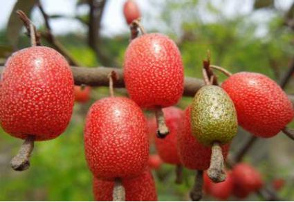 云南特产羊奶果什么样,云南有哪些野生羊奶果