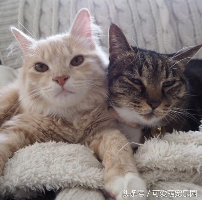 猫主子的日常练就一切技能,这才是猫应有的样子