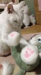 猫主子的日常练就一切技能,这才是猫应有的样子