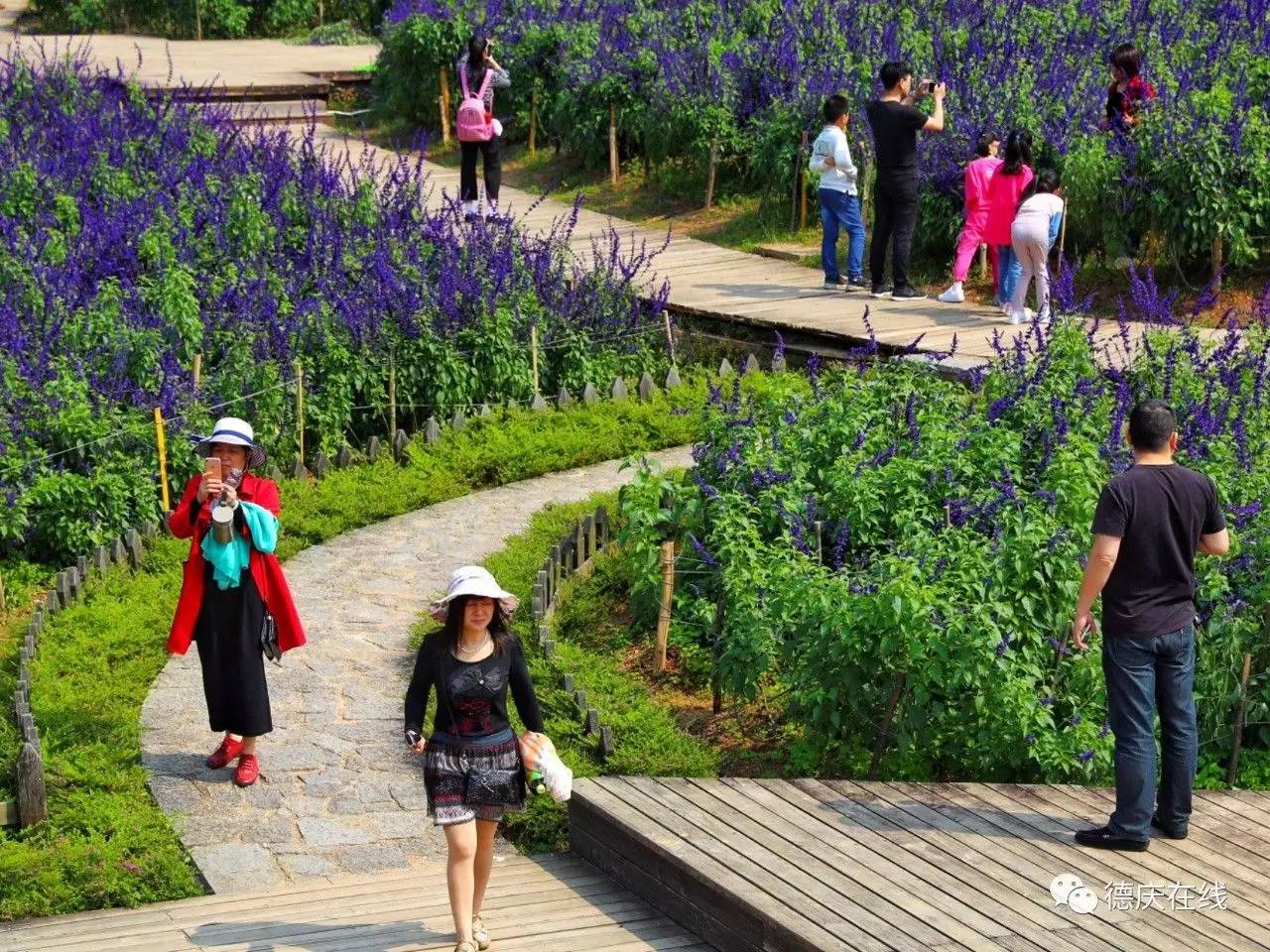 不用去罗平也可以看油菜花,不用去日本也能看的樱花海