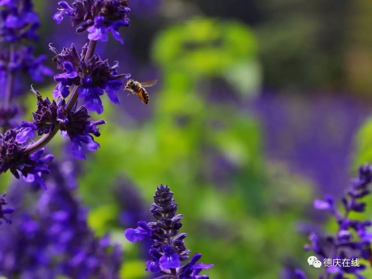 不用去罗平也可以看油菜花,不用去日本也能看的樱花海
