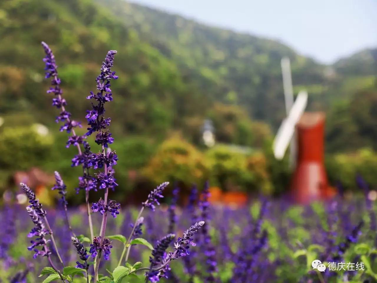 不用去罗平也可以看油菜花,不用去日本也能看的樱花海