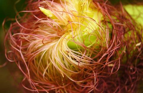 一杯茶叶水的功效与作用,茶叶水的功能