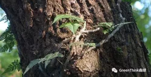 狼尾蕨造景方法,狼尾蕨的森林造景