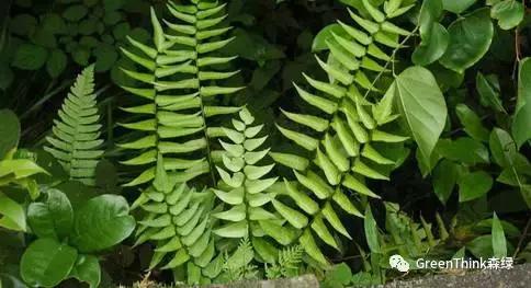 狼尾蕨造景方法,狼尾蕨的森林造景