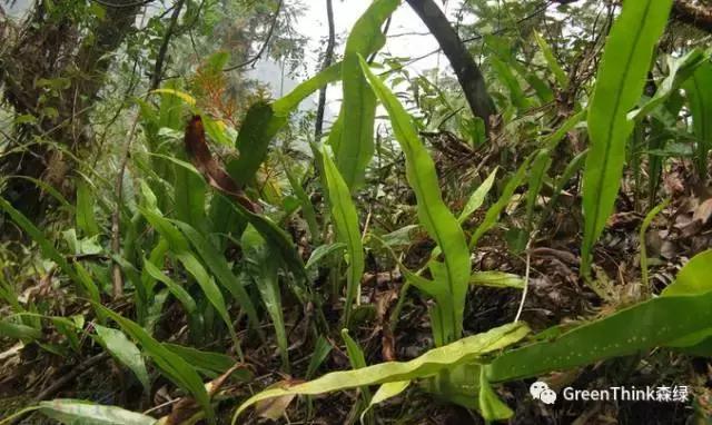 狼尾蕨造景方法,狼尾蕨的森林造景