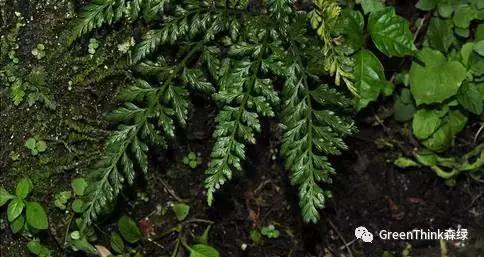 狼尾蕨造景方法,狼尾蕨的森林造景