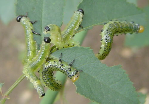 关于养花的“十大问题”,养花过程遇到的问题怎么解决