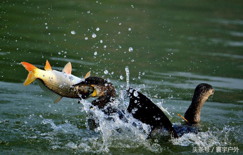靠着千年传承的鸬鹚捕鱼,他们登上了央视的大屏幕!(附视频)