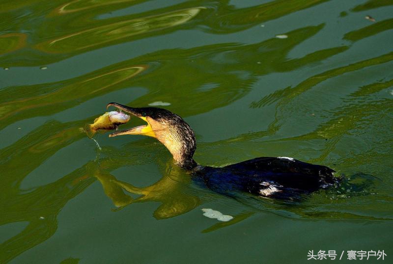 靠着千年传承的鸬鹚捕鱼,他们登上了央视的大屏幕!(附视频)