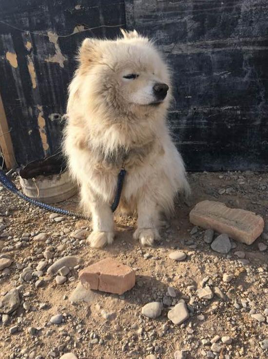 网友买60块钱后续,网友花50元买的狗