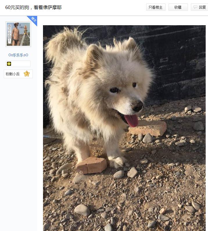 网友买60块钱后续,网友花50元买的狗