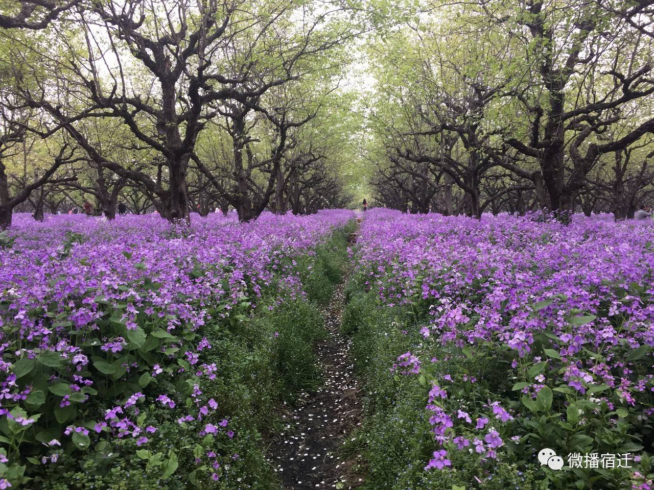 宿迁在宿迁人眼中,宿迁到底有多好