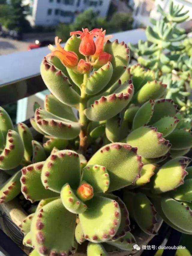 那些年我养过的多肉,这些年养过的花花草草