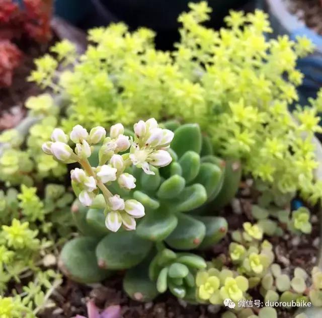 那些年我养过的多肉,这些年养过的花花草草