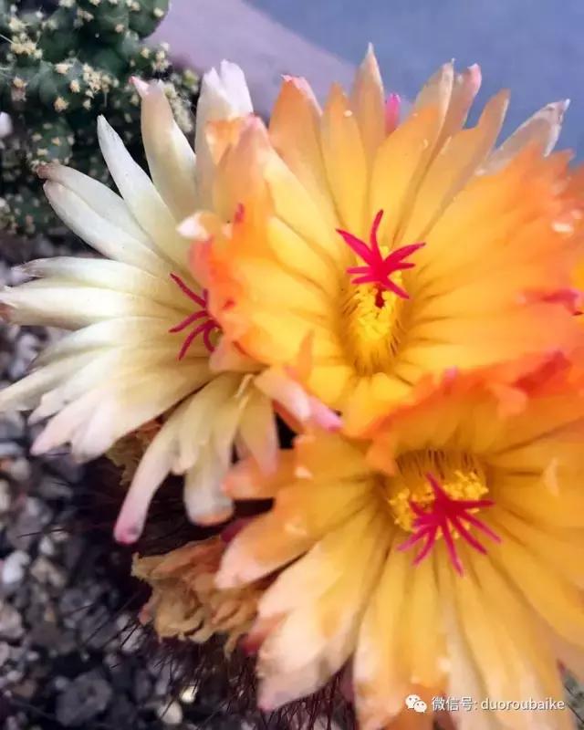 那些年我养过的多肉,这些年养过的花花草草