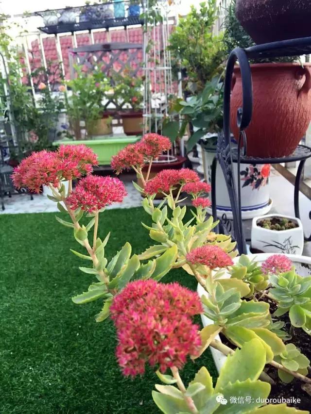那些年我养过的多肉,这些年养过的花花草草