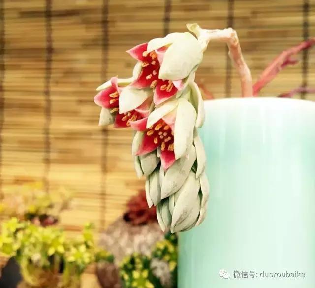 那些年我养过的多肉,这些年养过的花花草草