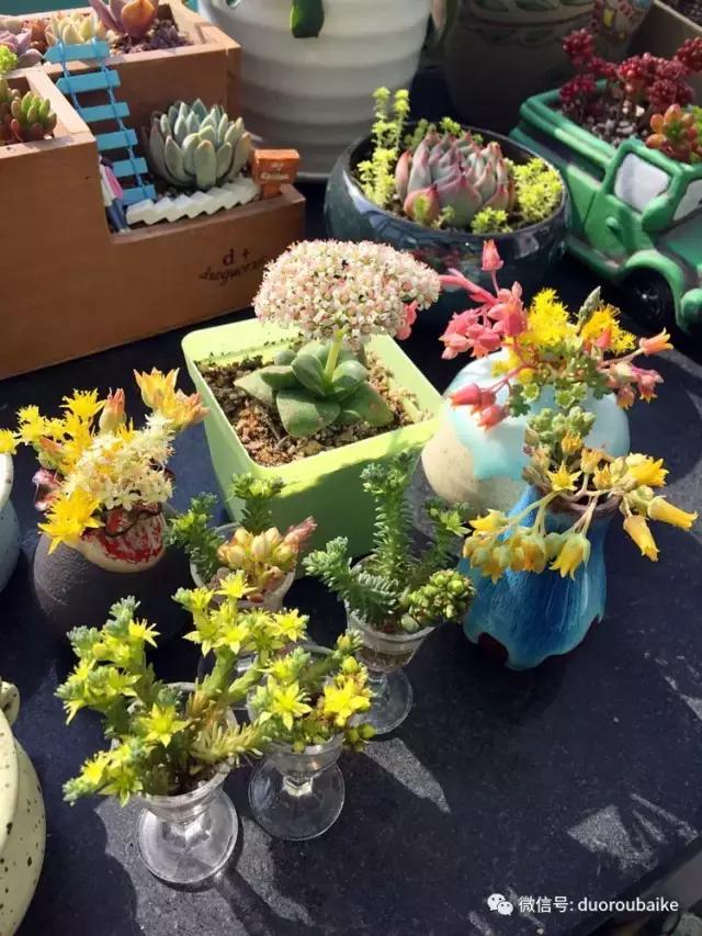 那些年我养过的多肉,这些年养过的花花草草