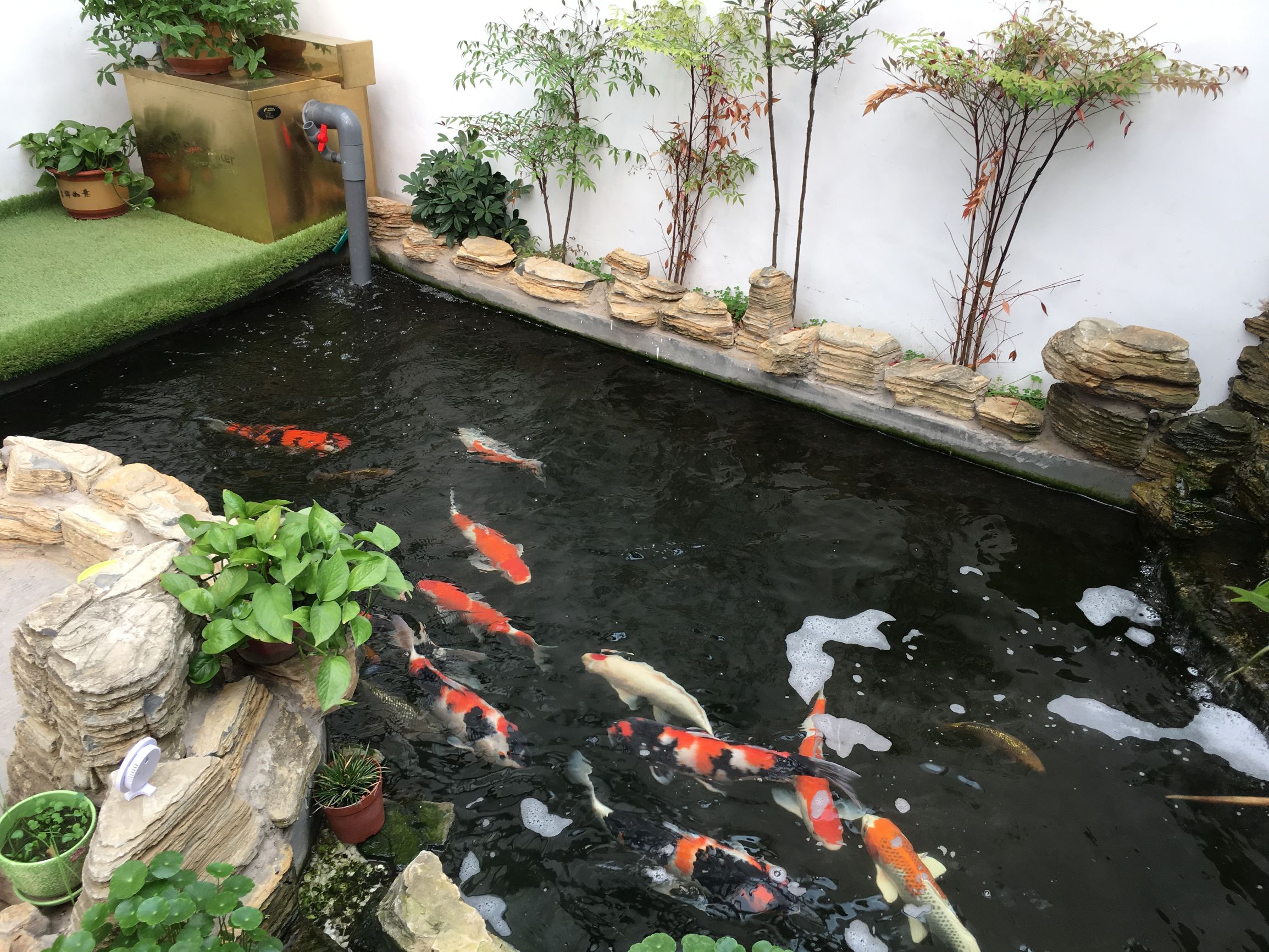 水中游动的活宝石,水中活宝石锦鲤视频