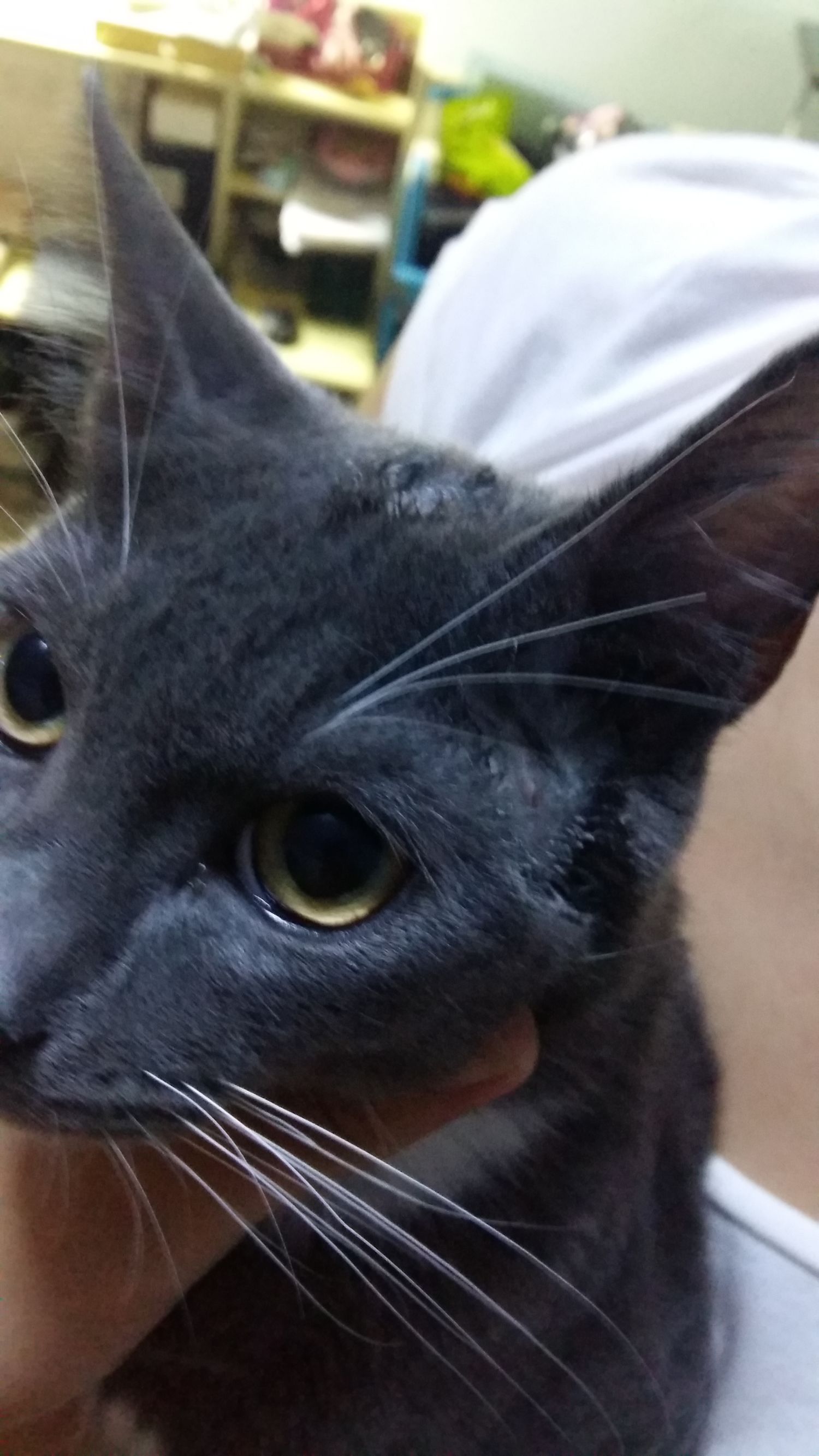 喵星人一觉醒来,喵星人在哪里都能睡得着