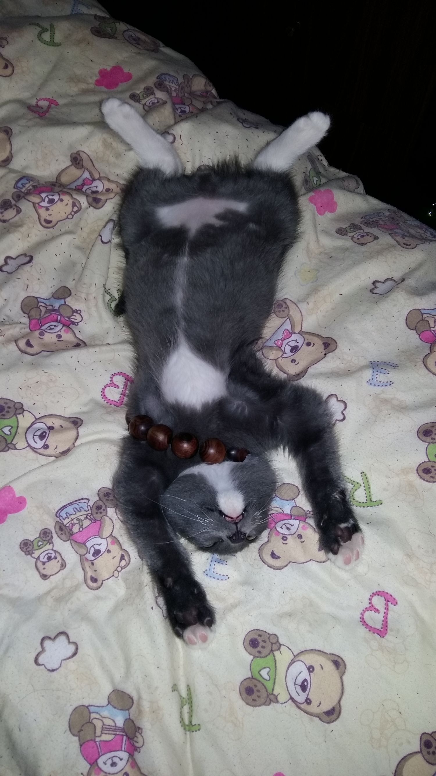 喵星人一觉醒来,喵星人在哪里都能睡得着