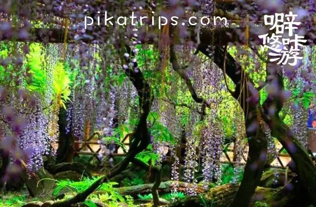 日本赏樱花最美的地方,日本春天看樱花攻略