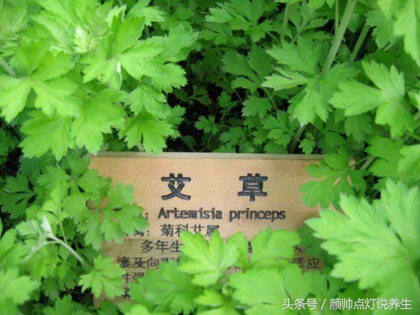 关于中医艾灸说法,中医说艾灸的副作用