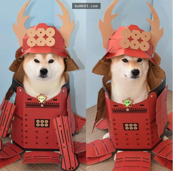 你能找出照片里藏着的柴犬吗？主人狂买狗狗玩偶多到柴犬茫然了！