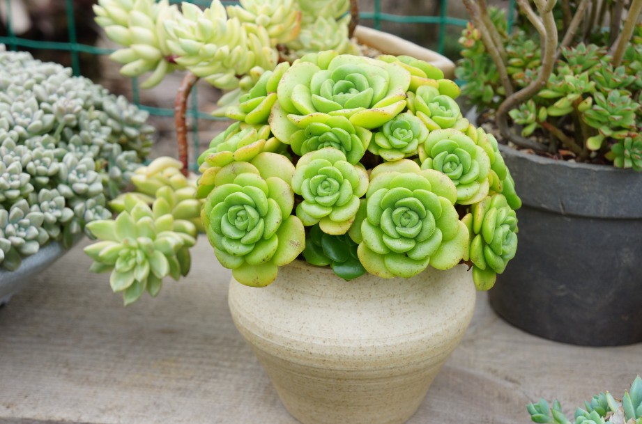 一股清香,一股青苹果香味的多肉植物百合丽丽,适合做多肉手捧花