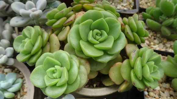 一股清香,一股青苹果香味的多肉植物百合丽丽,适合做多肉手捧花