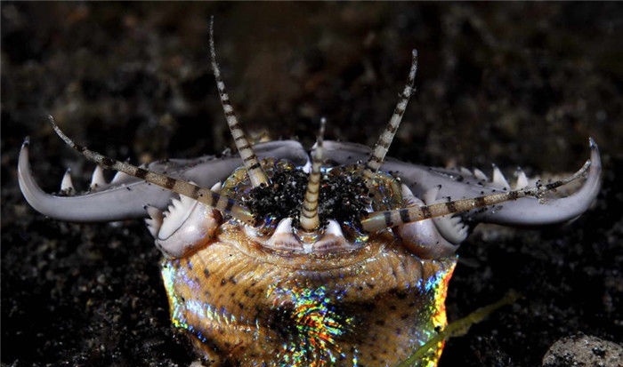 有毒的虫子成为人类的美食,这些奇特的虫子食物你尝试过吗