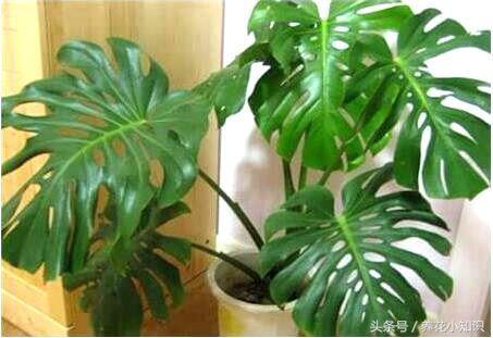 盆栽养花乱浇水是大忌别再做错了,所有的盆栽花卉浇水都需要浇透吗