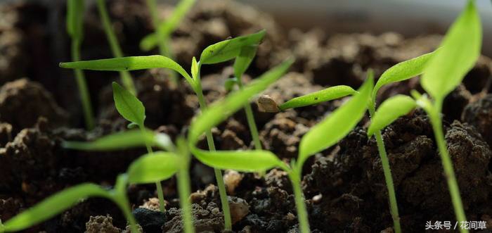 废物利用辣椒籽、发了芽的生姜别丢,几步让它变成阳台盆栽蔬菜