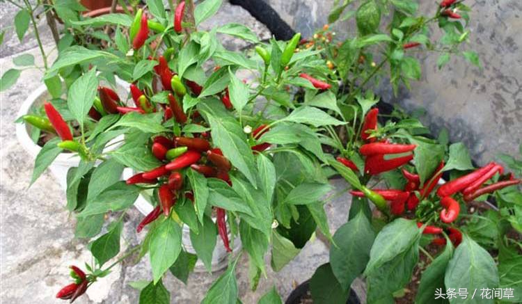 废物利用辣椒籽、发了芽的生姜别丢,几步让它变成阳台盆栽蔬菜