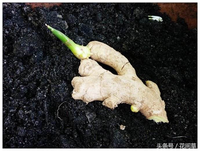 废物利用辣椒籽、发了芽的生姜别丢,几步让它变成阳台盆栽蔬菜