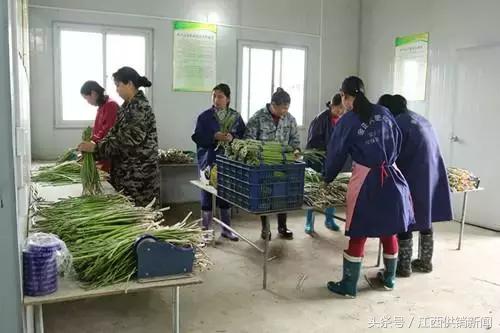 芦笋产业脱贫,芦笋脱贫产业