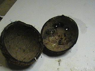 自制鱼洞,用椰子做窝