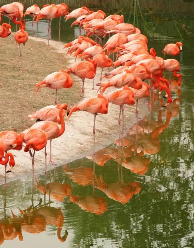 广州长隆野生动物园真实评价,广州长隆野生动物园讲解动物