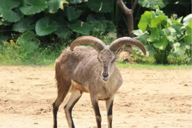 广州长隆野生动物园真实评价,广州长隆野生动物园讲解动物