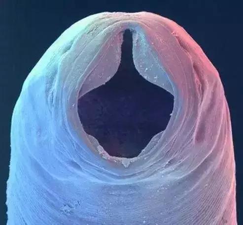 正是养膘好时节,春天到了驱虫