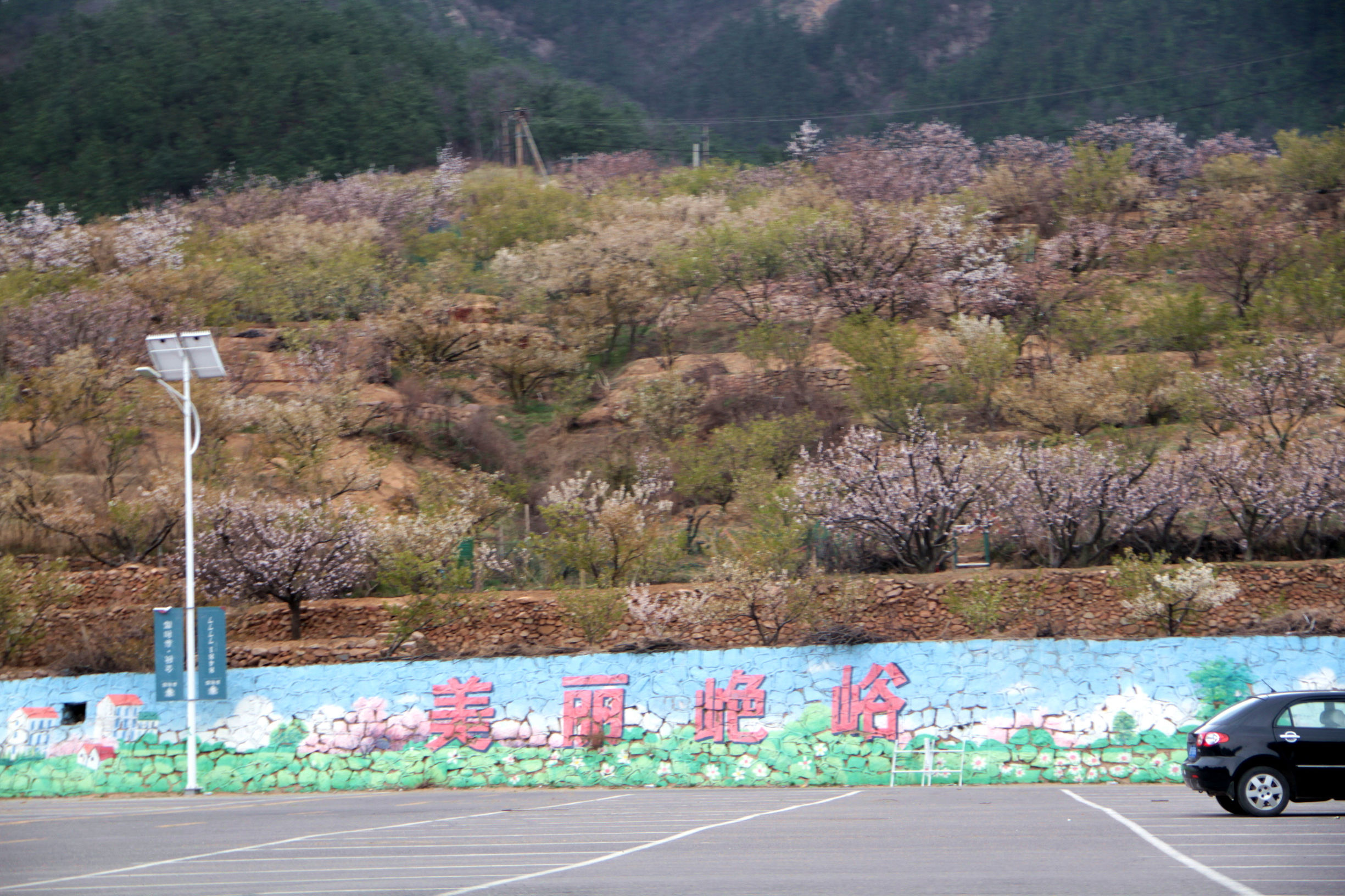 青岛华夏樱桃谷,青岛樱桃谷小道