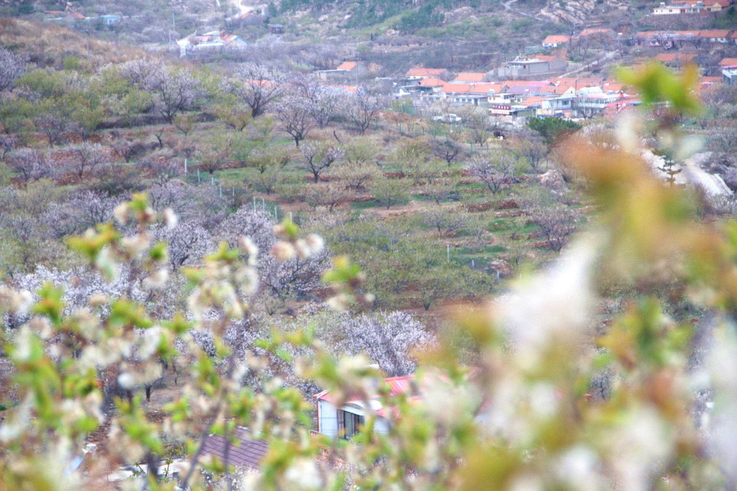 青岛华夏樱桃谷,青岛樱桃谷小道