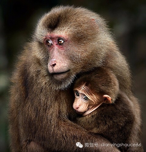 羊尾三怕，以及那些从未说出的爱