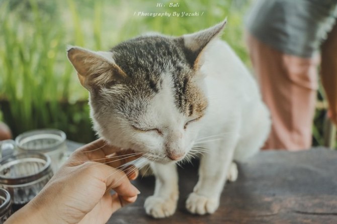 巴厘岛自由行5日游,巴厘岛天堂之旅