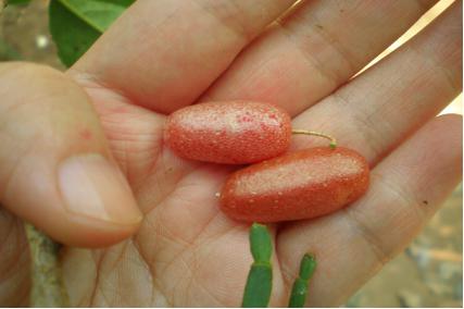 云南特产羊奶果什么样,云南有哪些野生羊奶果