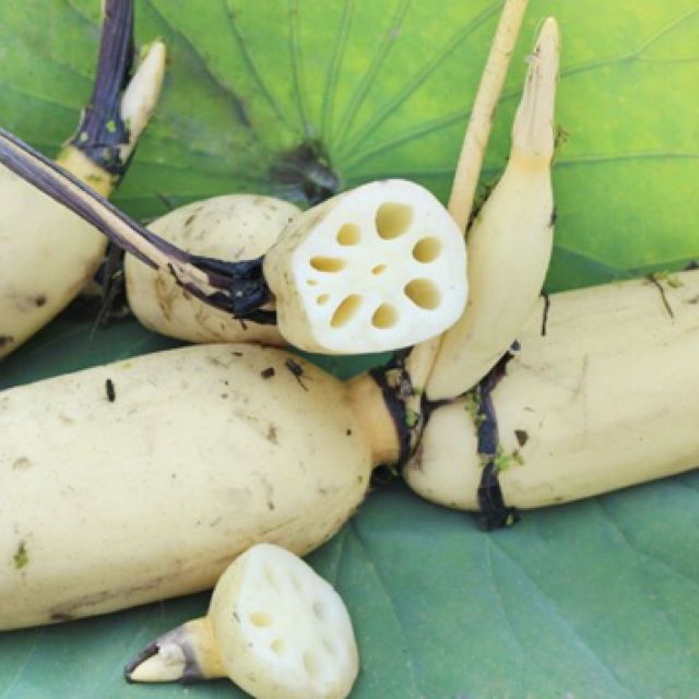 高产莲藕需掌握的种植方法,高产浅水莲藕新品种